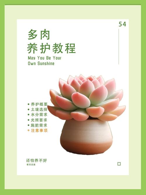 多肉多久浇一次水？多肉要晒太阳还是不晒太阳？-第8张图片-优品飞百科