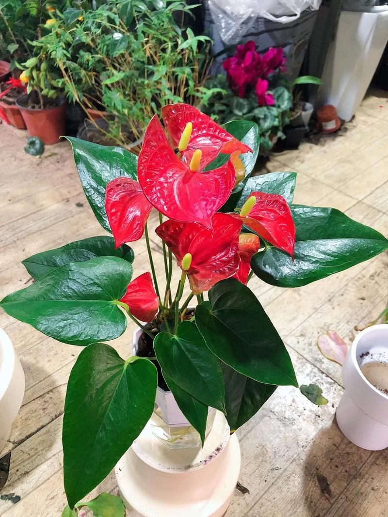 红鹤花怎么养，红鹤花怎么养根？-第1张图片-优品飞百科