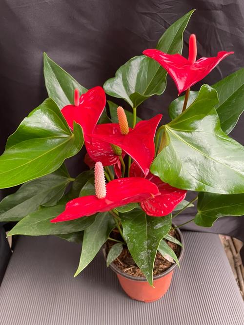 红鹤花怎么养，红鹤花怎么养根？-第3张图片-优品飞百科