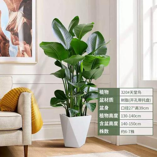 红鹤花怎么养，红鹤花怎么养根？-第5张图片-优品飞百科