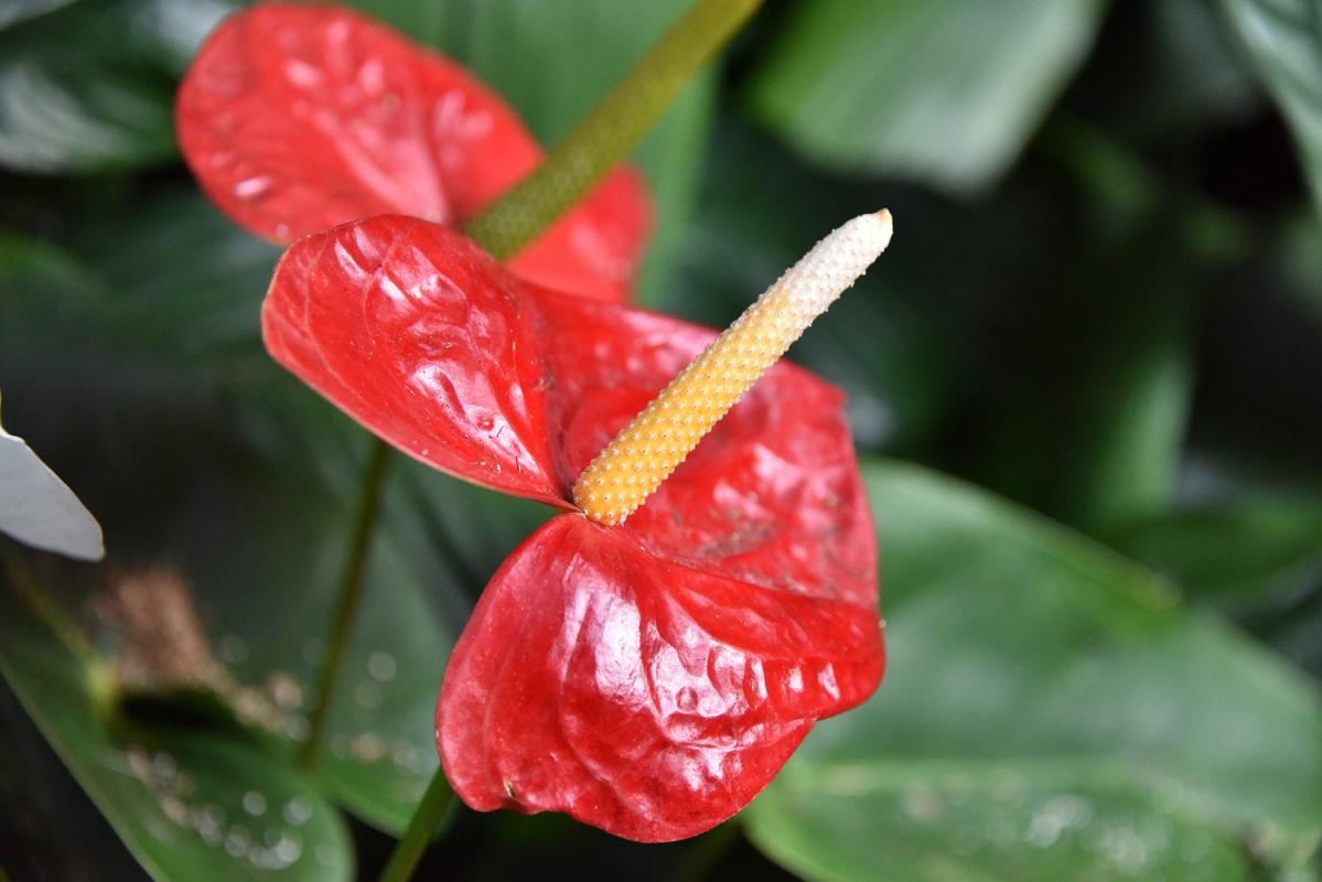 红鹤花怎么养，红鹤花怎么养根？-第6张图片-优品飞百科