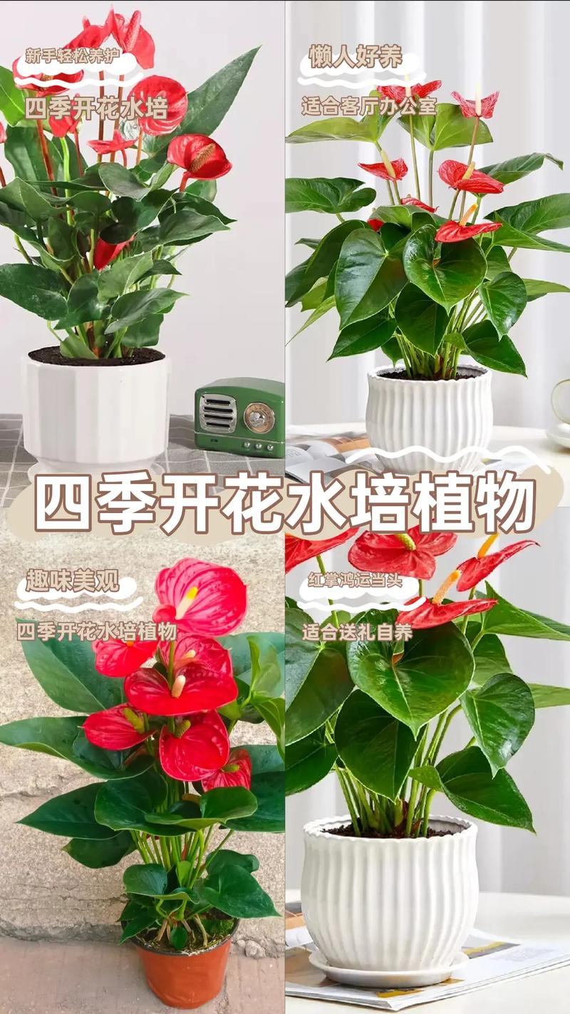 红鹤花怎么养，红鹤花怎么养根？-第7张图片-优品飞百科