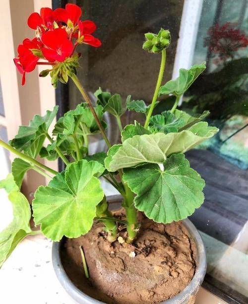 天竺葵夏天怎么养,天竺葵夏天如何养-第4张图片-优品飞百科 天竺葵夏天怎么养,天竺葵夏天如何养-第4张图片-优品飞百科