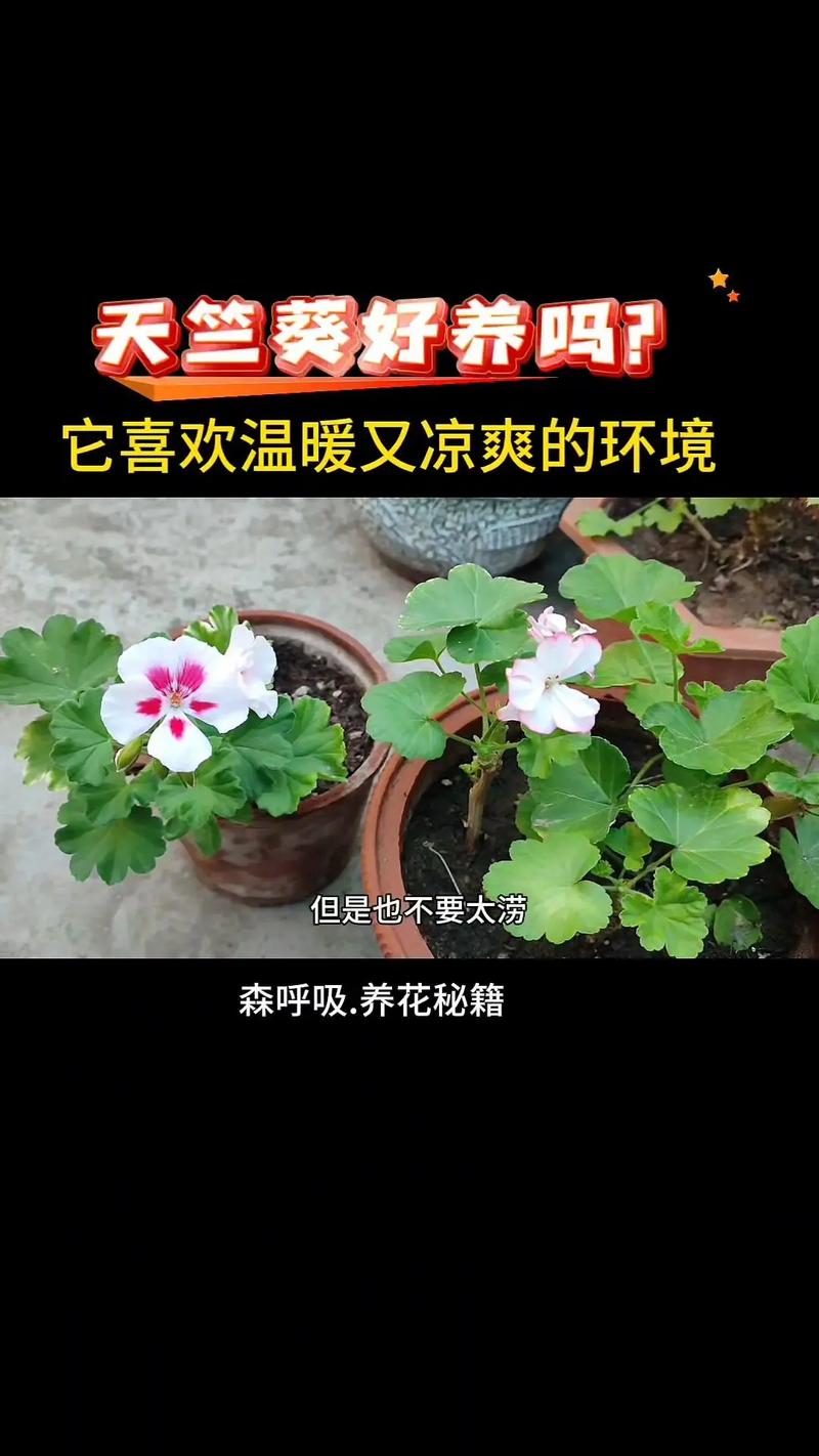 天竺葵夏天怎么养,天竺葵夏天如何养-第5张图片-优品飞百科 天竺葵夏天怎么养,天竺葵夏天如何养-第5张图片-优品飞百科