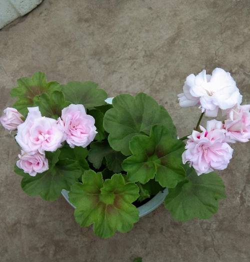 天竺葵夏天怎么养,天竺葵夏天如何养-第6张图片-优品飞百科 天竺葵夏天怎么养,天竺葵夏天如何养-第6张图片-优品飞百科