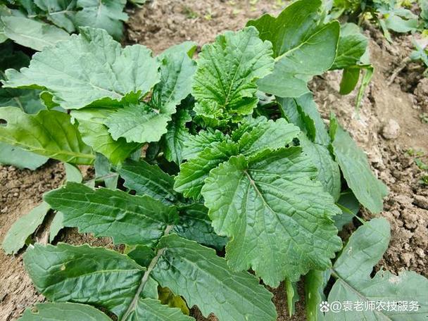 一月份种什么菜，一月份种什么菜好活？-第4张图片-优品飞百科