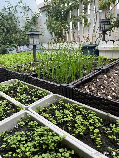 一月份种什么菜，一月份种什么菜好活？-第5张图片-优品飞百科