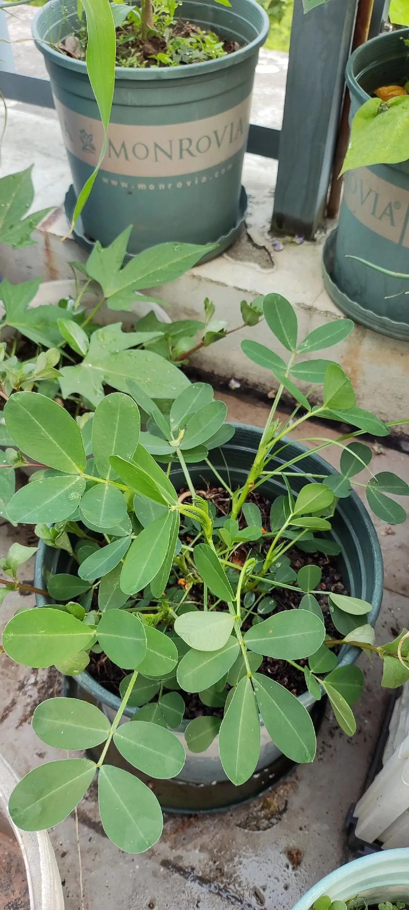 一月份种什么菜，一月份种什么菜好活？-第8张图片-优品飞百科