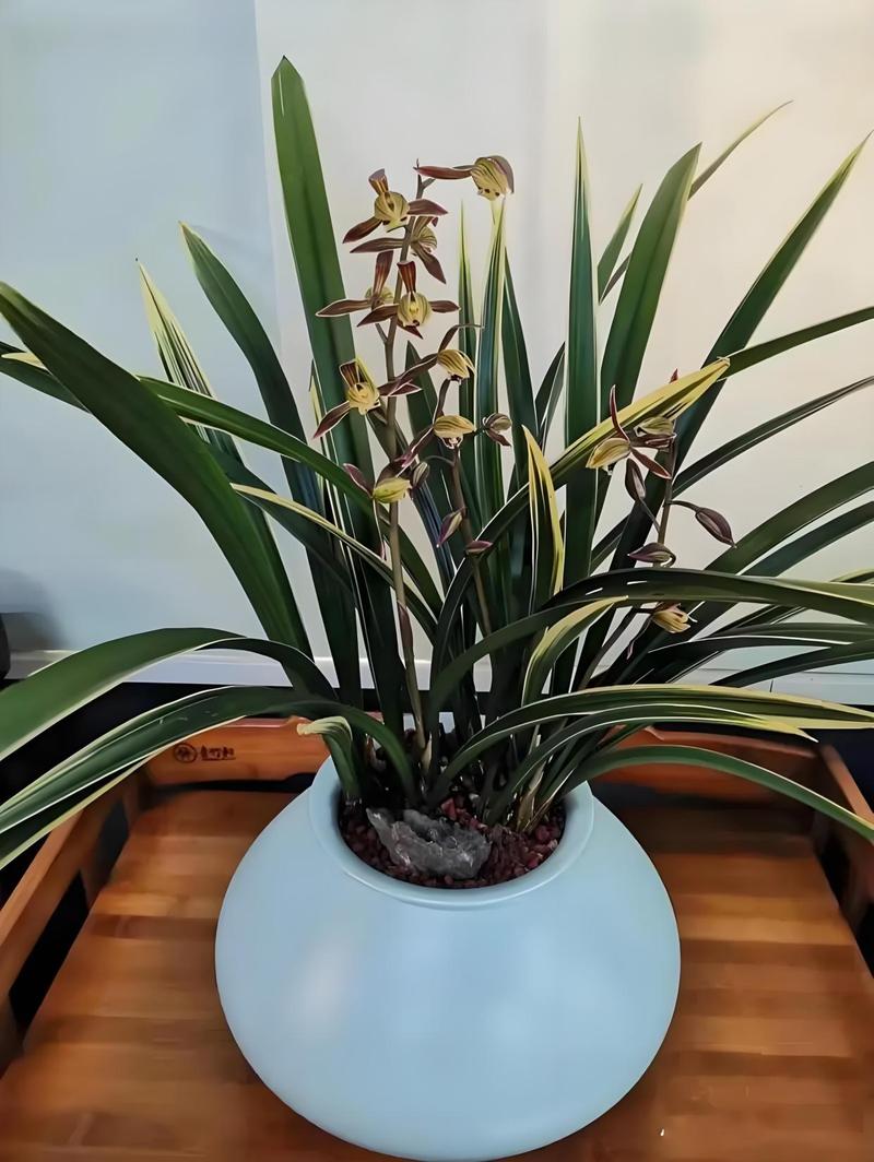 墨兰每年都要换盆吗,墨兰养几年开花?-第1张图片-优品飞百科 墨兰每年都要换盆吗,墨兰养几年开花?-第1张图片-优品飞百科