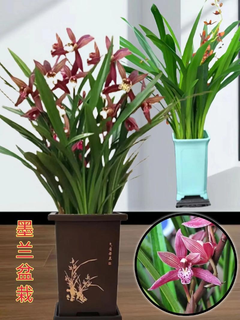 墨兰每年都要换盆吗,墨兰养几年开花?-第2张图片-优品飞百科 墨兰每年都要换盆吗,墨兰养几年开花?-第2张图片-优品飞百科