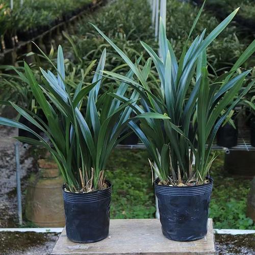 墨兰每年都要换盆吗,墨兰养几年开花?-第3张图片-优品飞百科 墨兰每年都要换盆吗,墨兰养几年开花?-第3张图片-优品飞百科