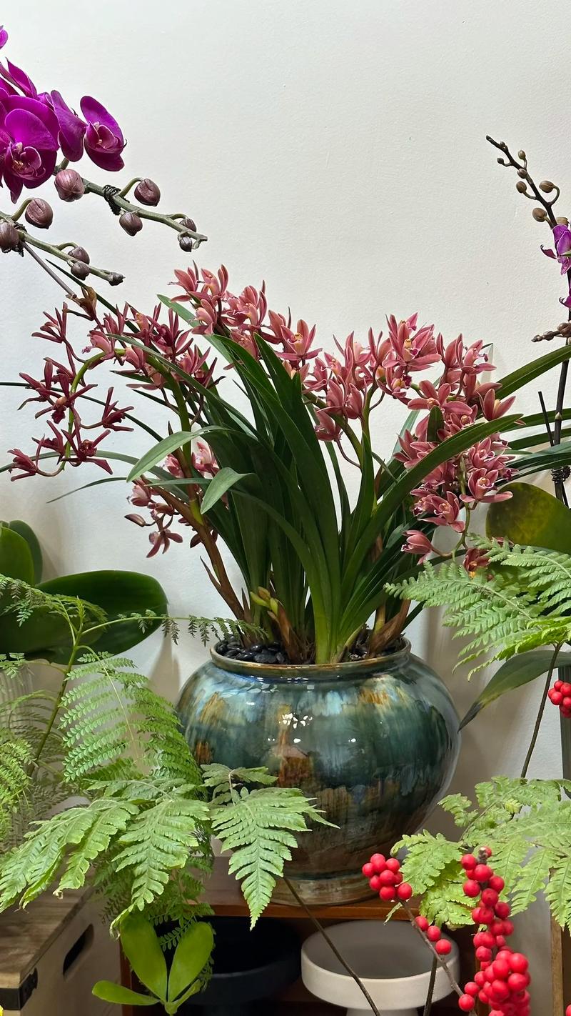 墨兰每年都要换盆吗,墨兰养几年开花?-第4张图片-优品飞百科 墨兰每年都要换盆吗,墨兰养几年开花?-第4张图片-优品飞百科