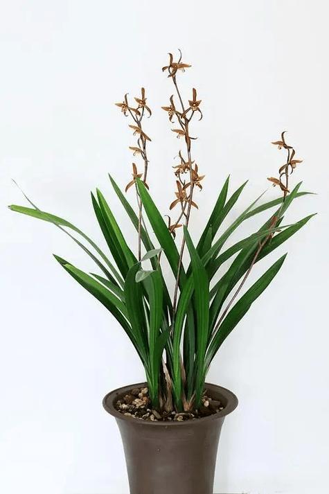 墨兰每年都要换盆吗,墨兰养几年开花?-第6张图片-优品飞百科 墨兰每年都要换盆吗,墨兰养几年开花?-第6张图片-优品飞百科