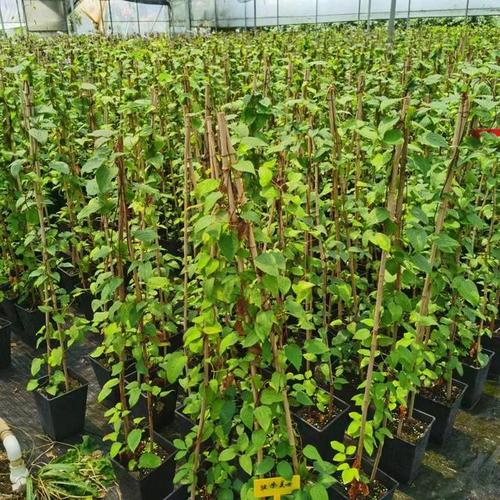 铁线莲扦插的最佳时间？铁线莲何时扦插？