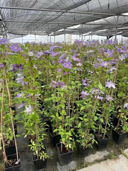 铁线莲扦插的最佳时间？铁线莲何时扦插？-第2张图片-优品飞百科