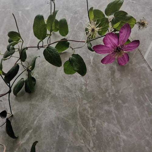 铁线莲扦插的最佳时间？铁线莲何时扦插？-第3张图片-优品飞百科