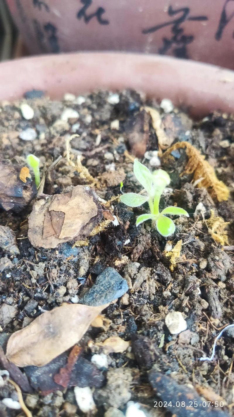 铁线莲扦插的最佳时间？铁线莲何时扦插？-第4张图片-优品飞百科