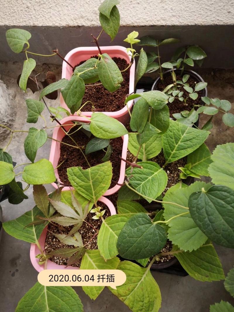 铁线莲扦插的最佳时间？铁线莲何时扦插？-第6张图片-优品飞百科