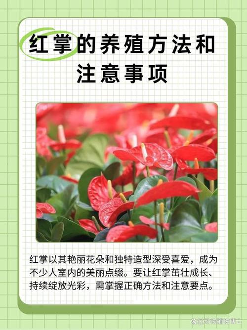 红掌怎么修剪，红掌怎么修剪根部？