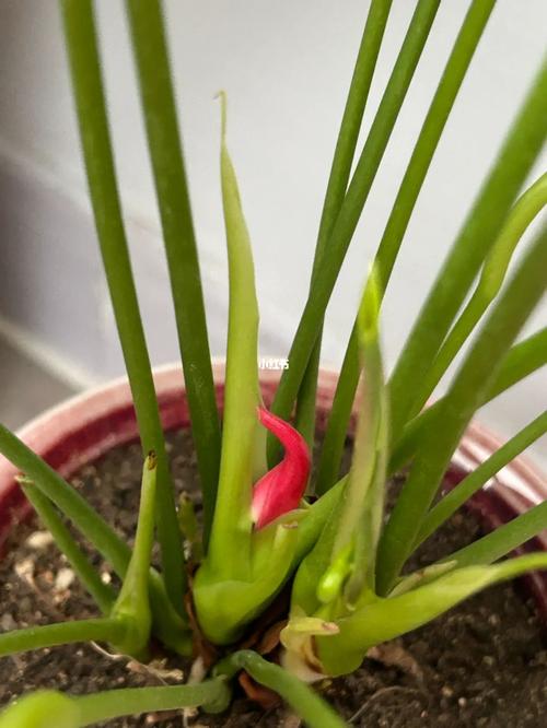 红掌怎么修剪，红掌怎么修剪根部？-第4张图片-优品飞百科