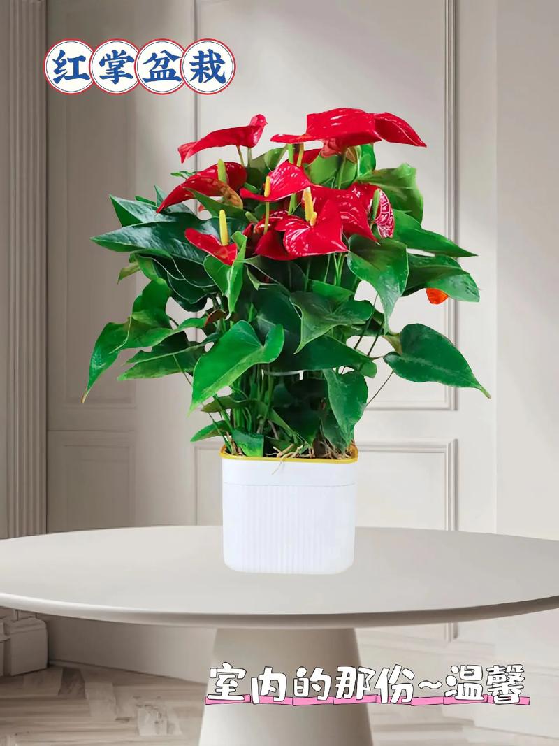 红掌怎么修剪，红掌怎么修剪根部？-第5张图片-优品飞百科