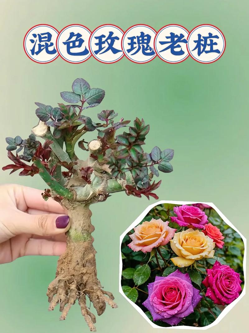 玫瑰花怎么种,玫瑰花怎么种植才不会枯萎?-第4张图片-优品飞百科 玫瑰花怎么种,玫瑰花怎么种植才不会枯萎?-第4张图片-优品飞百科