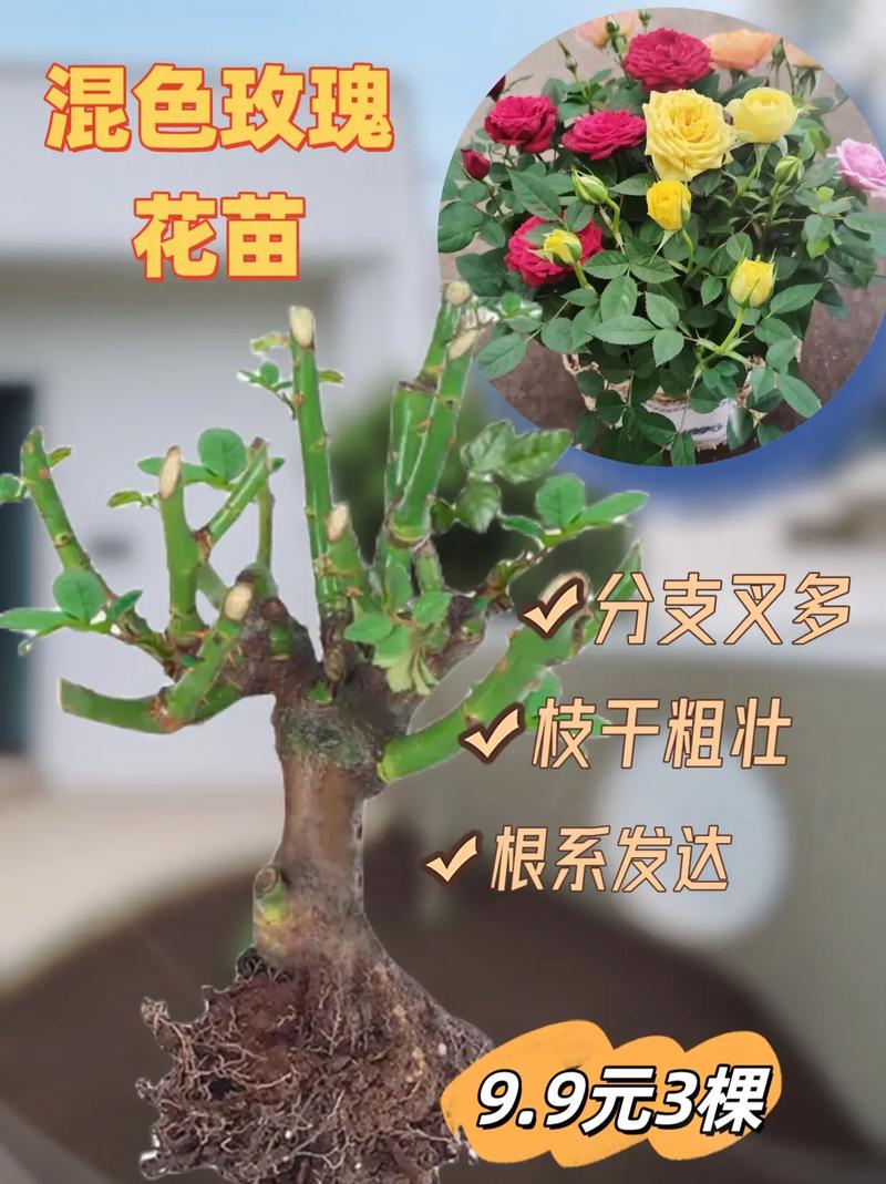 玫瑰花怎么种,玫瑰花怎么种植才不会枯萎?-第5张图片-优品飞百科 玫瑰花怎么种,玫瑰花怎么种植才不会枯萎?-第5张图片-优品飞百科