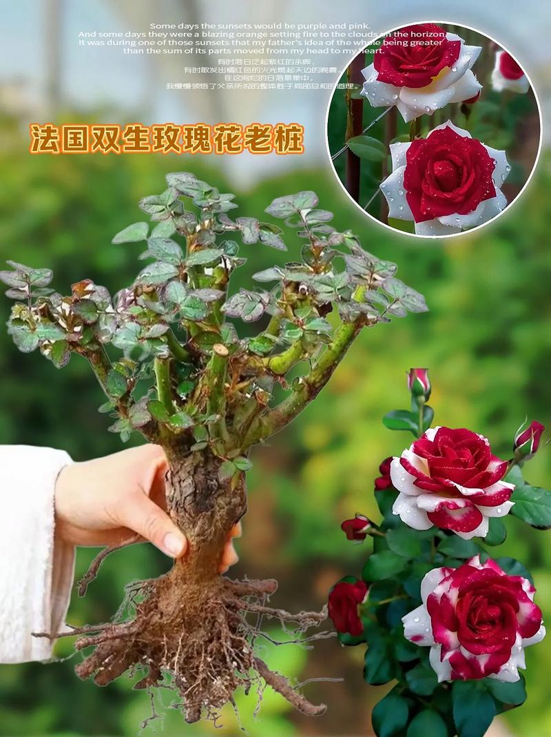 玫瑰花怎么种,玫瑰花怎么种植才不会枯萎?-第6张图片-优品飞百科 玫瑰花怎么种,玫瑰花怎么种植才不会枯萎?-第6张图片-优品飞百科