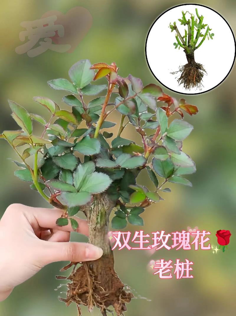玫瑰花怎么种,玫瑰花怎么种植才不会枯萎?-第7张图片-优品飞百科 玫瑰花怎么种,玫瑰花怎么种植才不会枯萎?-第7张图片-优品飞百科