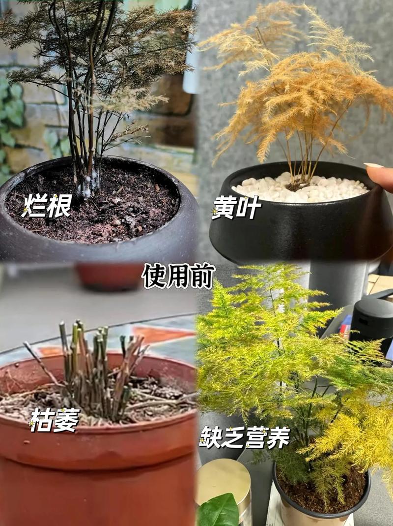 文竹用什么肥料好？文竹用什么肥料好活？