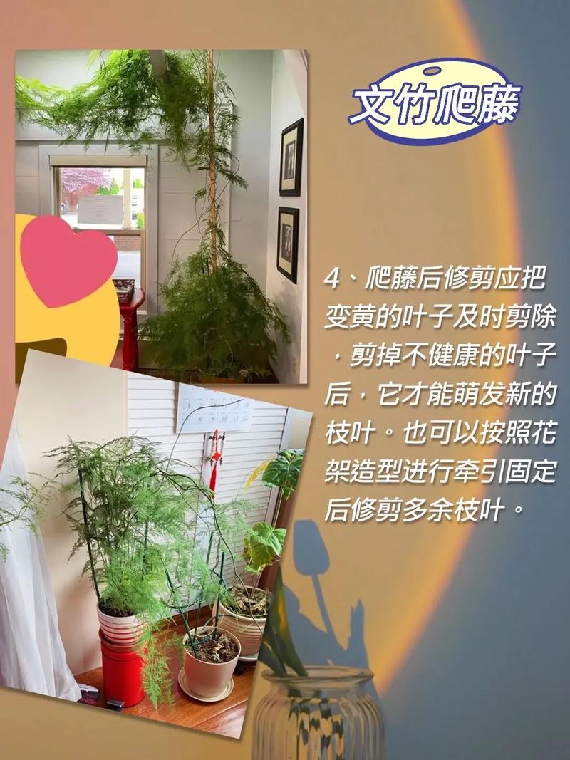 文竹用什么肥料好？文竹用什么肥料好活？-第2张图片-优品飞百科