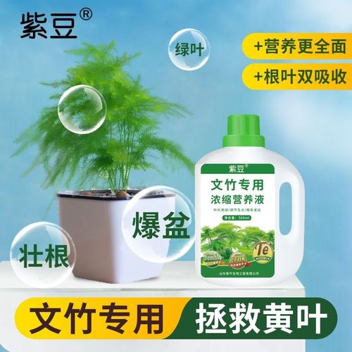 文竹用什么肥料好？文竹用什么肥料好活？-第5张图片-优品飞百科