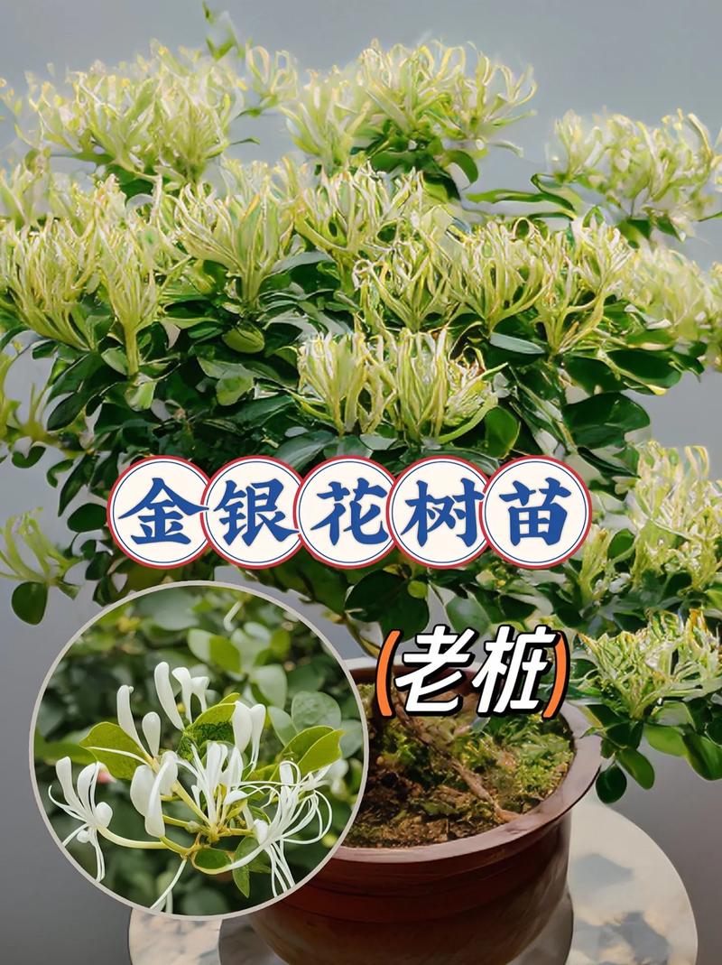 金银花施肥禁忌,金银花的春季施肥视频?-第1张图片-优品飞百科 金银花施肥禁忌,金银花的春季施肥视频?-第1张图片-优品飞百科