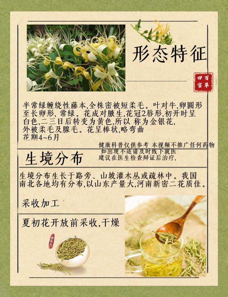 金银花施肥禁忌,金银花的春季施肥视频?-第3张图片-优品飞百科 金银花施肥禁忌,金银花的春季施肥视频?-第3张图片-优品飞百科