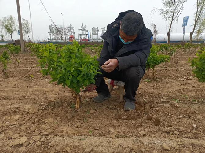 金银花施肥禁忌,金银花的春季施肥视频?-第5张图片-优品飞百科 金银花施肥禁忌,金银花的春季施肥视频?-第5张图片-优品飞百科