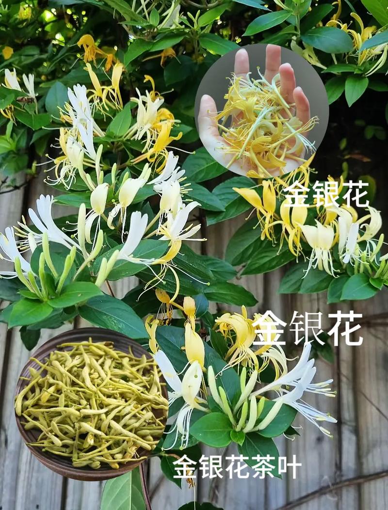 金银花施肥禁忌,金银花的春季施肥视频?-第6张图片-优品飞百科 金银花施肥禁忌,金银花的春季施肥视频?-第6张图片-优品飞百科