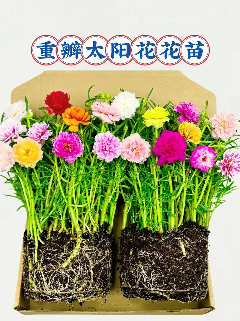 太阳花栽培技术，太阳花栽培技术有哪些？