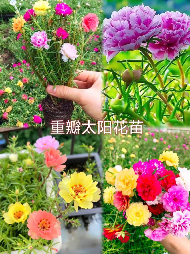 太阳花栽培技术，太阳花栽培技术有哪些？-第2张图片-优品飞百科