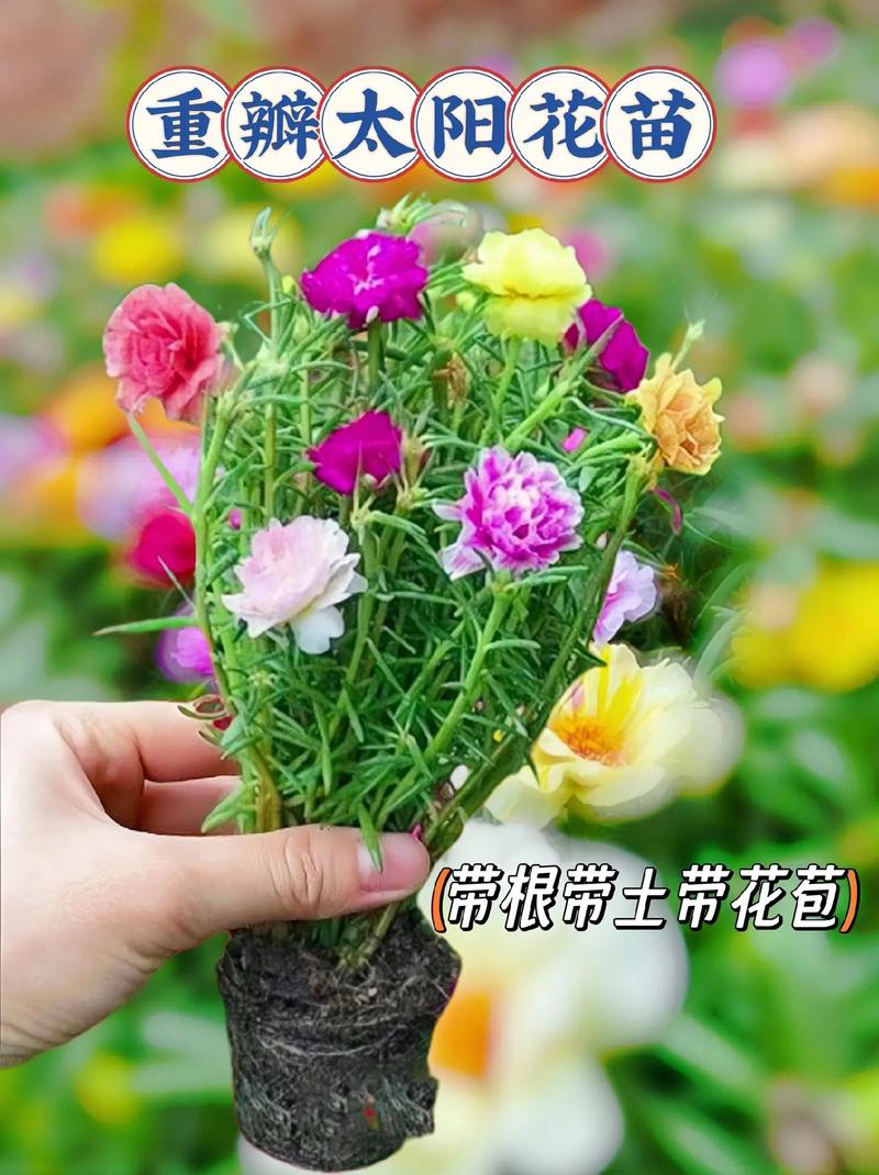 太阳花栽培技术，太阳花栽培技术有哪些？-第3张图片-优品飞百科