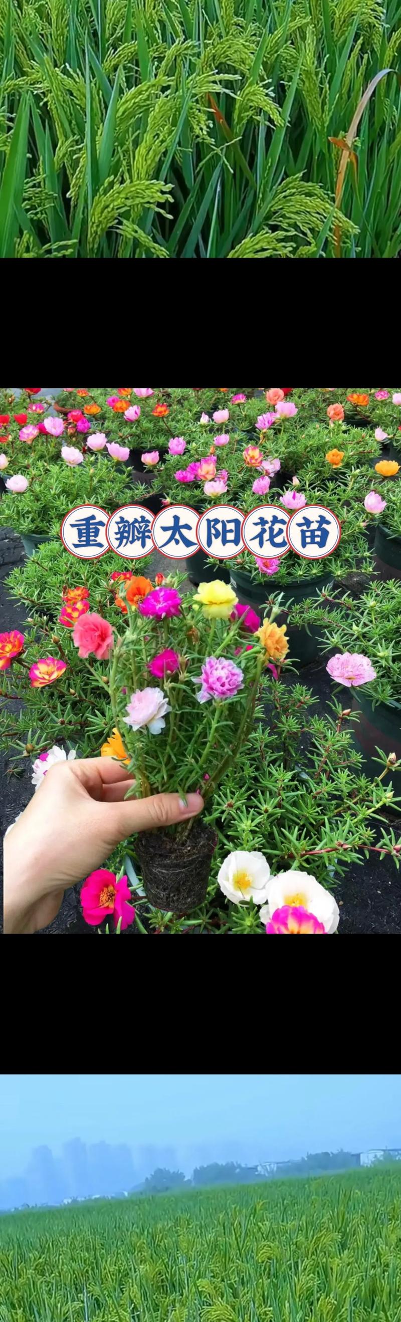 太阳花栽培技术，太阳花栽培技术有哪些？-第5张图片-优品飞百科