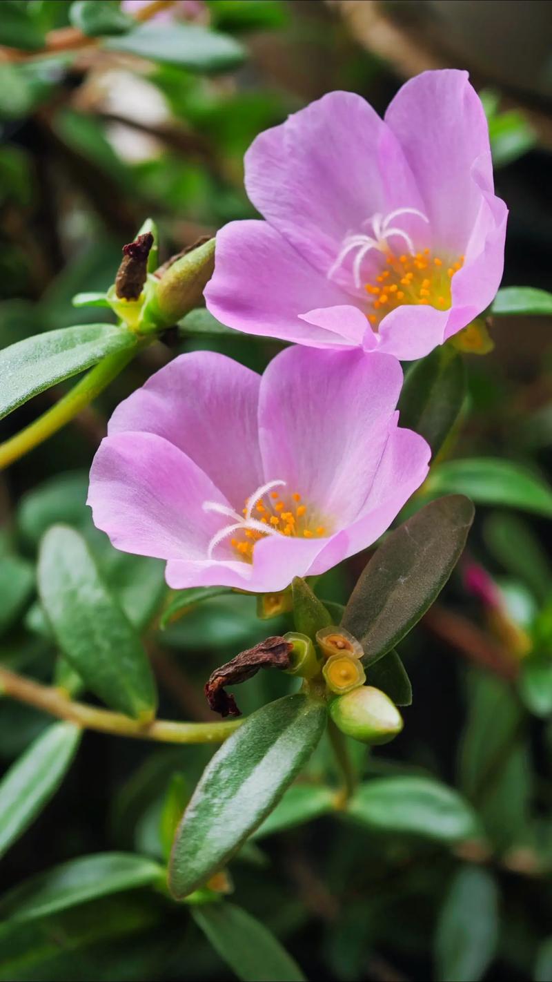 太阳花栽培技术，太阳花栽培技术有哪些？-第4张图片-优品飞百科