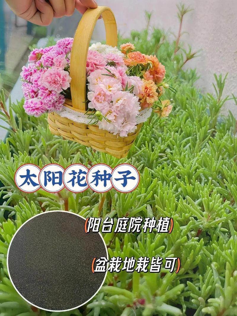 太阳花栽培技术，太阳花栽培技术有哪些？-第6张图片-优品飞百科