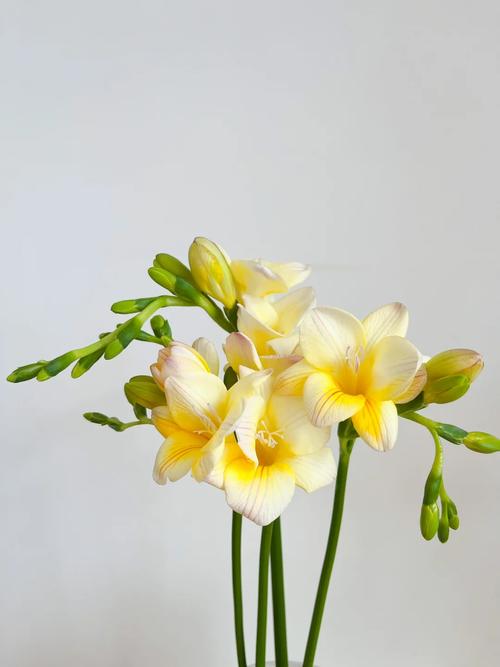 香雪兰开花后怎么养护？香雪兰开花能维持多久？