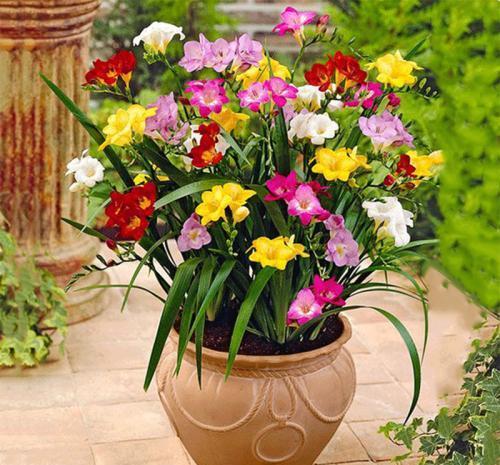 香雪兰开花后怎么养护？香雪兰开花能维持多久？-第3张图片-优品飞百科