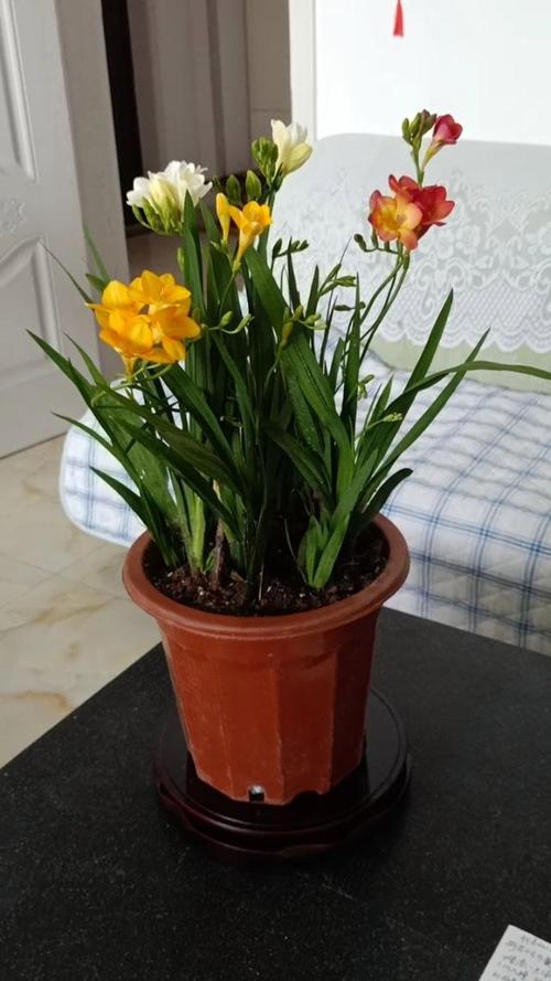 香雪兰开花后怎么养护？香雪兰开花能维持多久？-第4张图片-优品飞百科