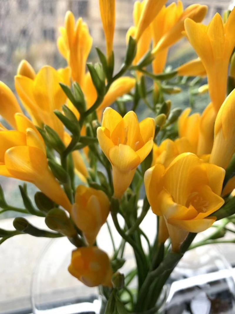 香雪兰开花后怎么养护？香雪兰开花能维持多久？-第5张图片-优品飞百科