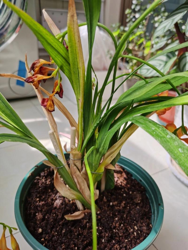 香雪兰开花后怎么养护？香雪兰开花能维持多久？-第6张图片-优品飞百科