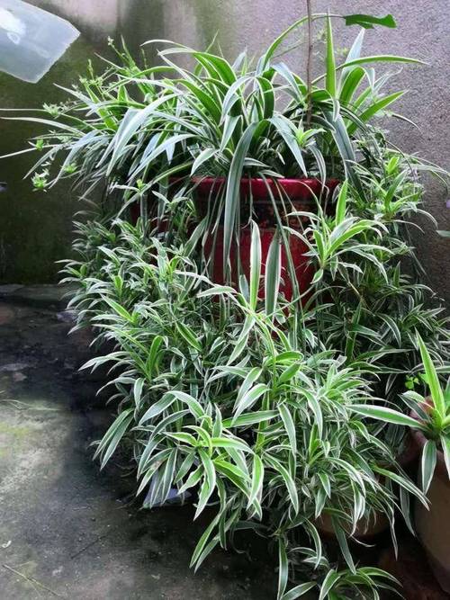 吊兰是水培好还是土培好，吊兰的水培方法和注意事项？-第1张图片-优品飞百科