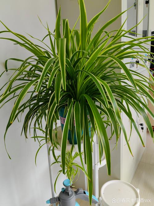 吊兰是水培好还是土培好，吊兰的水培方法和注意事项？-第2张图片-优品飞百科