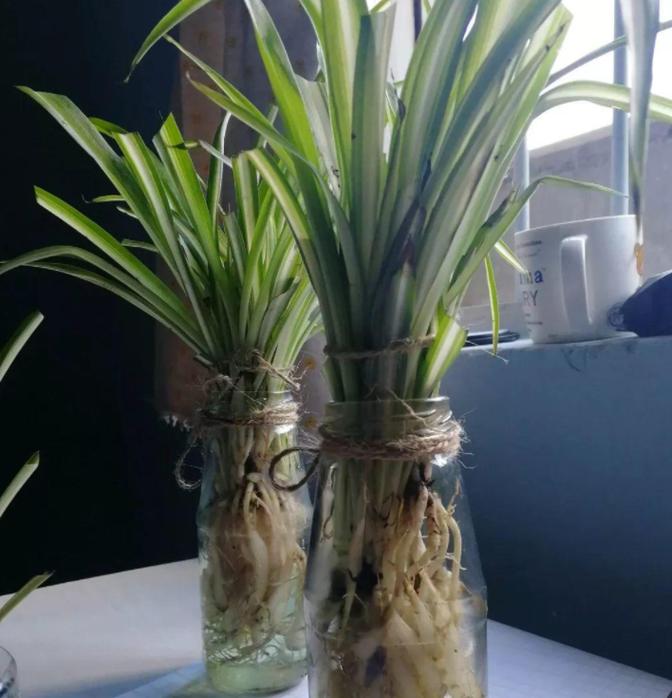 吊兰是水培好还是土培好，吊兰的水培方法和注意事项？-第3张图片-优品飞百科